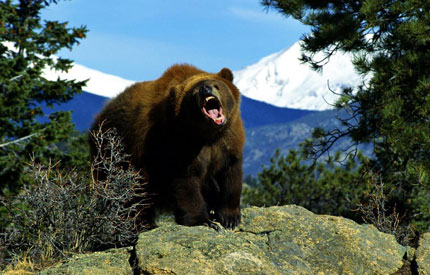 румынский бурый медведь