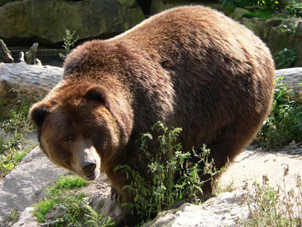румынская резервация бурых медведей