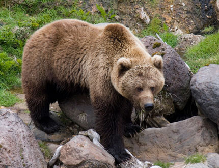 Медвежья Резервация в Румынии